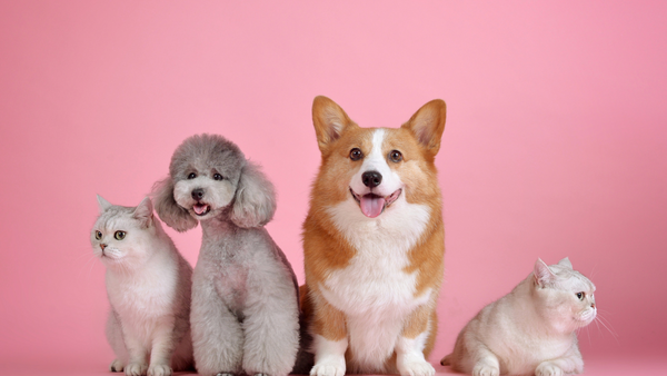 Pet Friendly Candles - 15 essential oils that are harmful for your Cats and Dogs