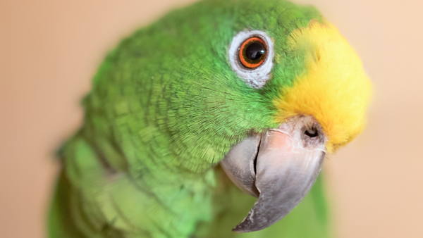 Can I burn candles if I own a bird?